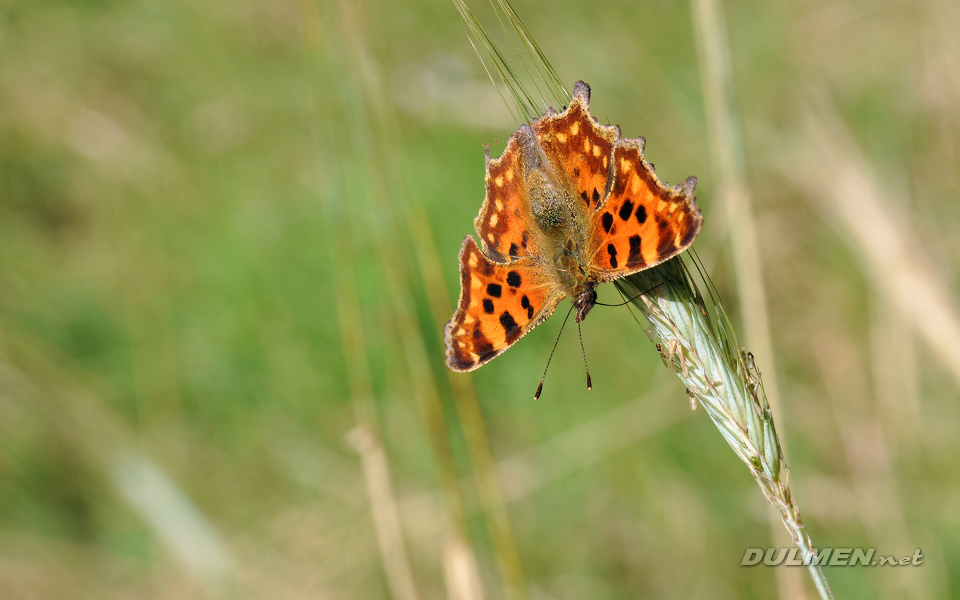  Comma (Polygonia c-album)